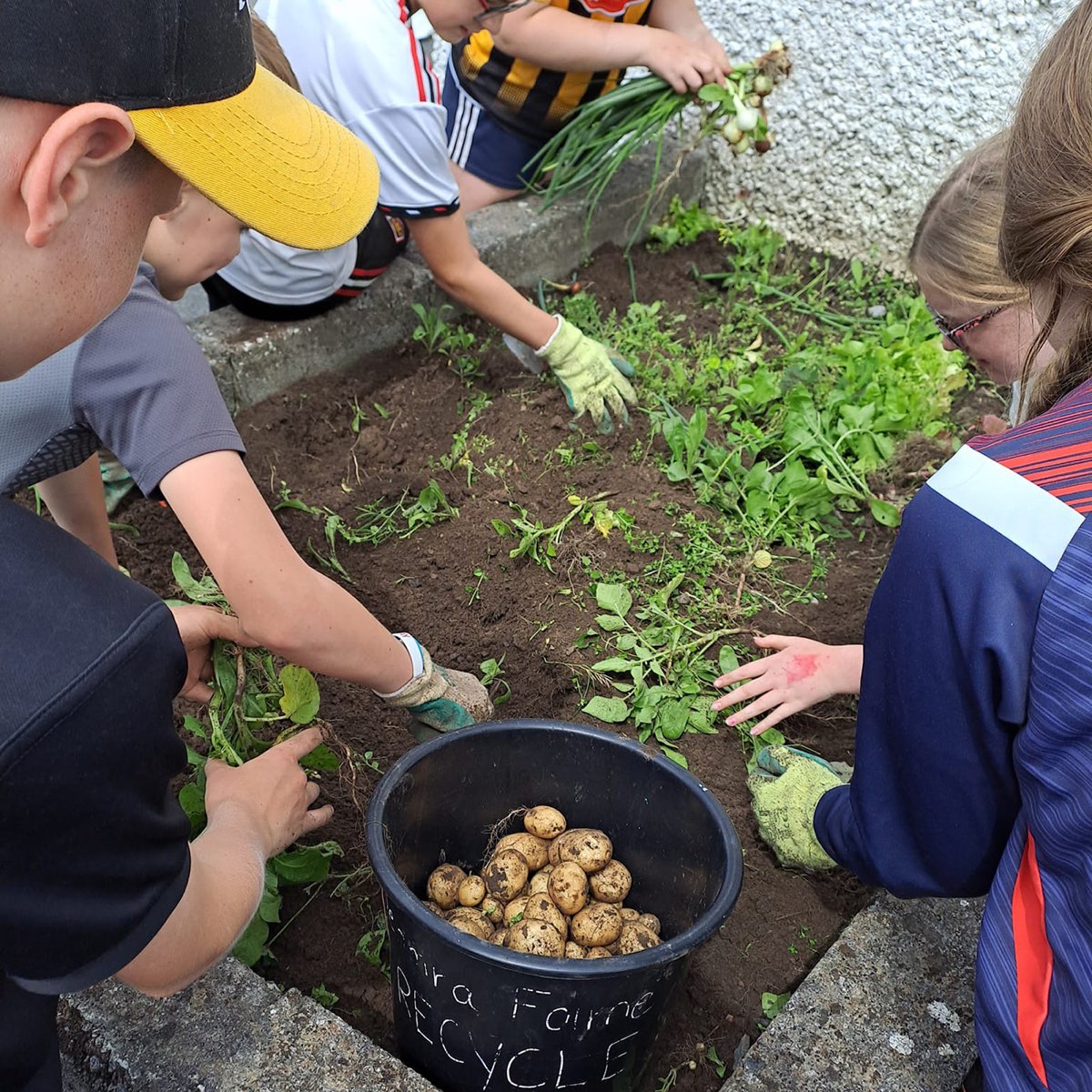 Hands planting seedlings in the school garden